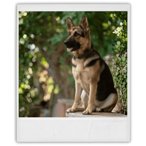 A german shepherd sitting on a ledge.